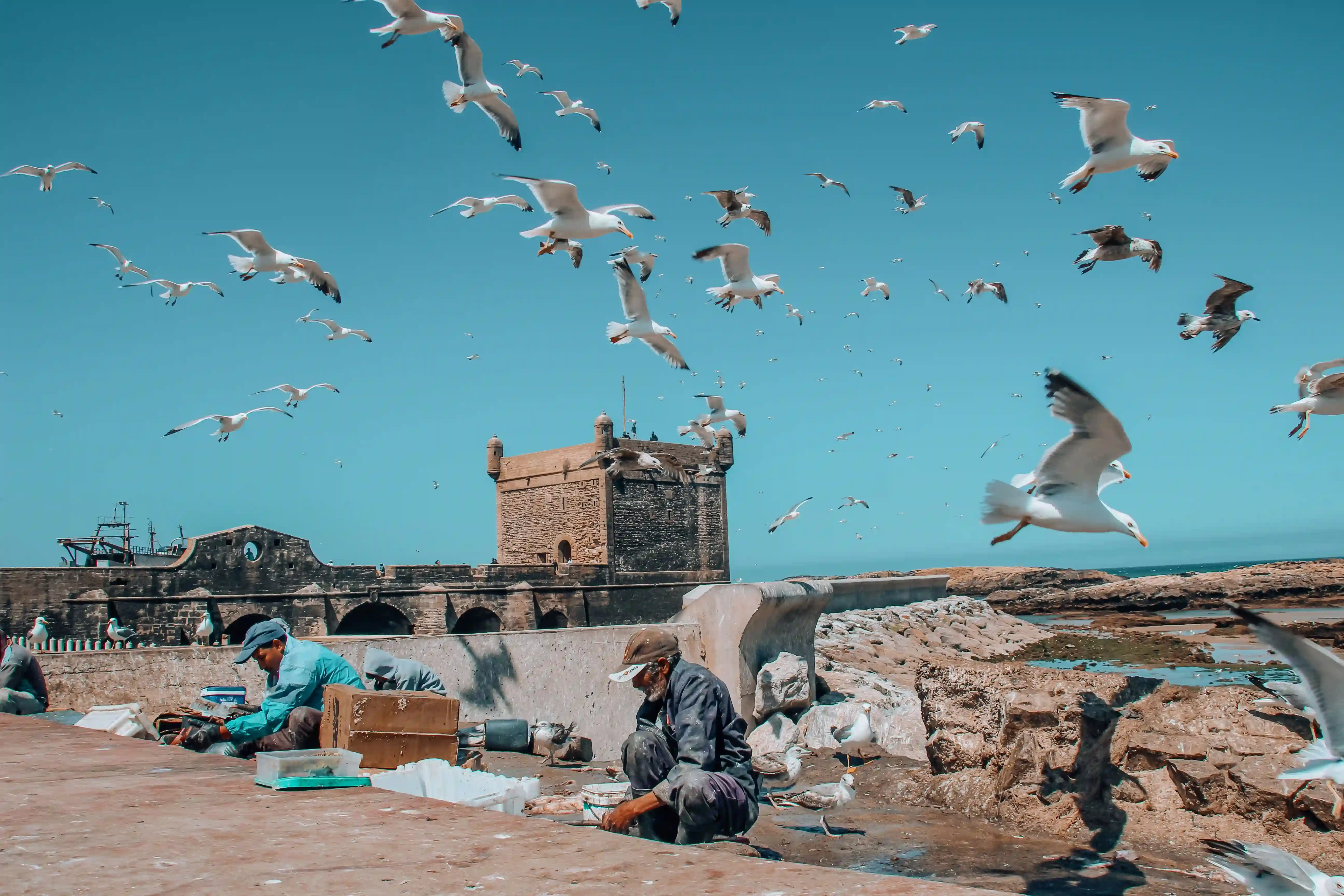 Pêcheurs travaillant sur le port d'Essaouira avec des mouettes volant en nombre au-dessus d'eux, devant la tour de la Sqala du Port et les arches en pierre.